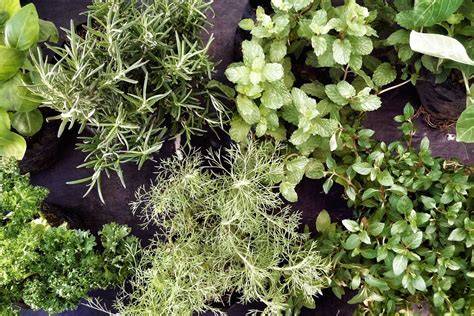 bouquet di erbe aromatiche antiche