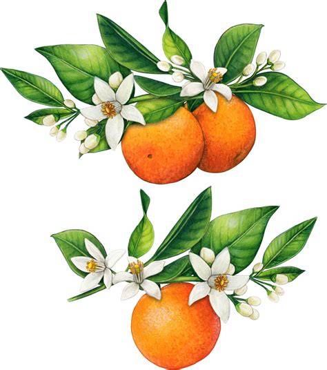 fiori d'arancio su ramo