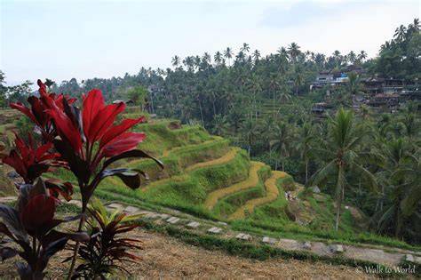Risaie terrazzate di Tabanan