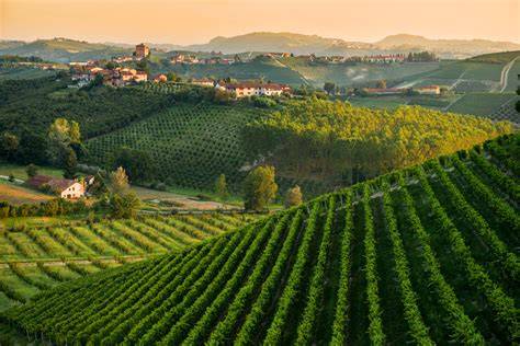 Paesaggio delle Langhe con vigneti