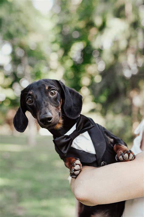 cane elegante come paggio al matrimonio