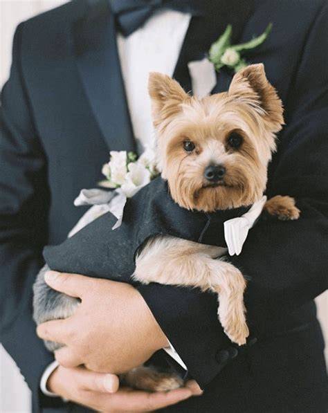 accessori eleganti per cani da matrimonio