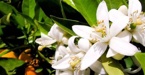 Fiori di zagare su un ramo di agrume