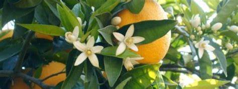 Illustrazione di una leggenda antica con fiori d'arancio