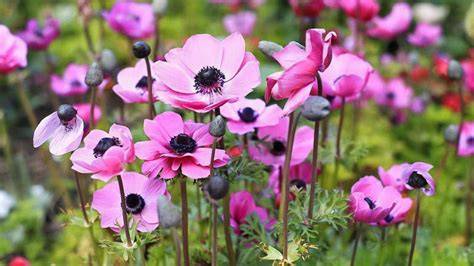 Varietà di colori degli anemoni