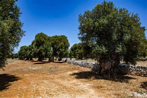 Vista panoramica della Puglia con ulivi e mare
