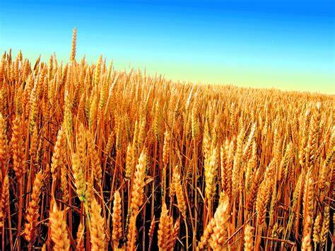 Campo di grano, habitat della Damigella di Numidia