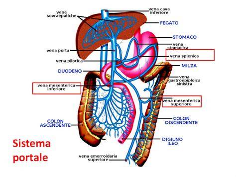 Anatomia della mano con vena che porta al cuore