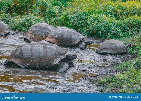 Tartarughe giganti nelle isole Galapagos