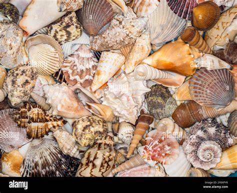 Primo piano di diverse conchiglie marine
