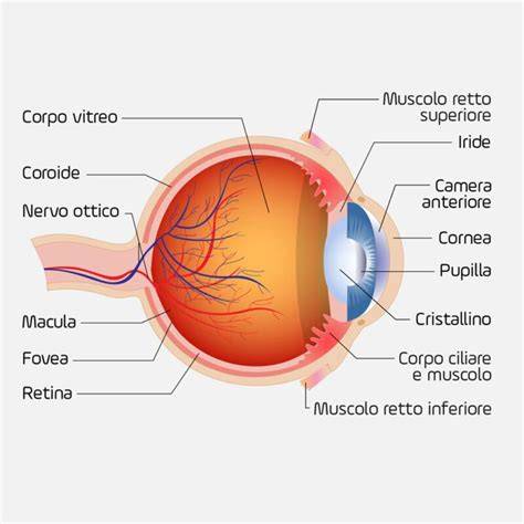 Schema dell'occhio umano con le sue parti