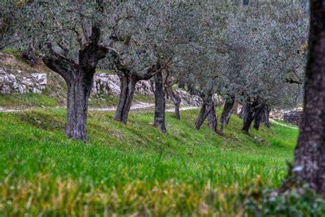 Campagna Pugliese con ulivi secolari