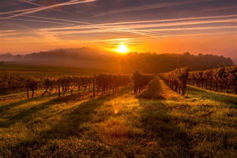 Paesaggio del Monferrato con vigneti al tramonto