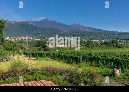Paesaggio rurale siciliano con vigneti