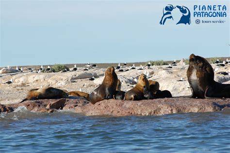 Balene che emergono dall'acqua vicino alla Penisola Valdes