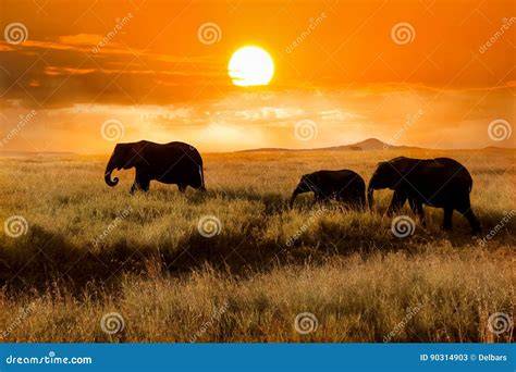 Elefanti in safari in Tanzania al tramonto