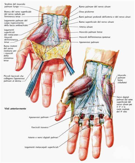Anatomia della mano con vena amoris