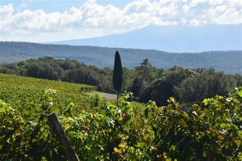 Panorama della Tenuta Lungarotti con vigneti e colline umbre