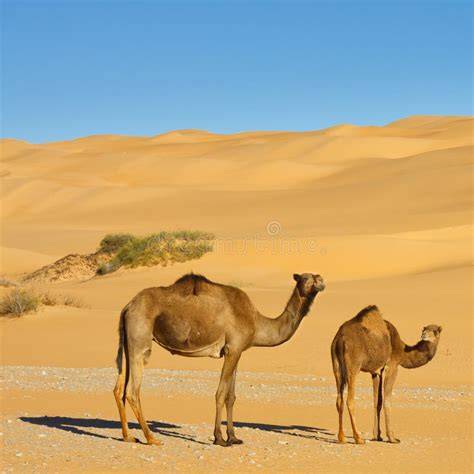 cammelli nel deserto