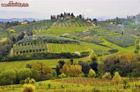 Paesaggio collinare toscano con vigneti e uliveti