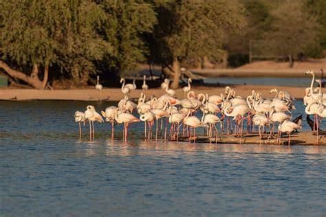 Fenicotteri al Lago Al Qudra all'alba