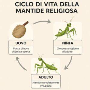 Schema del ciclo vitale della mantide religiosa