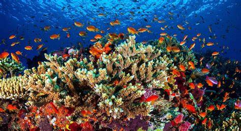 Barriera Corallina Australiana