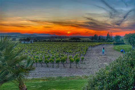Panoramica della Tenuta Riseccoli con vigneti al tramonto