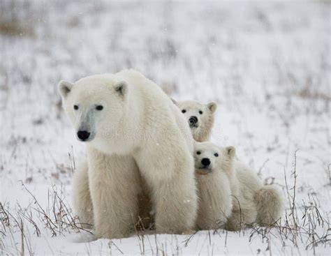 Orso polare con cucciolo
