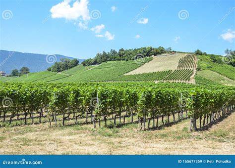 vigneti in collina
