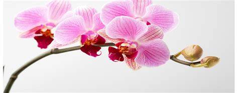 Orchidea come fiore nuziale