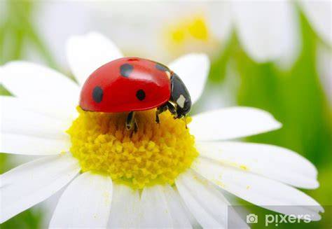 Coccinella su un fiore