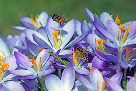 Diverse api su fiori