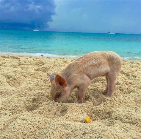 maialini nuotatori alle Bahamas