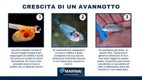 Illustrazione del sacco vitellino negli avannotti di pesce
