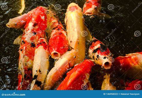 Primo piano di una carpa Koi con tubercoli nuziali visibili