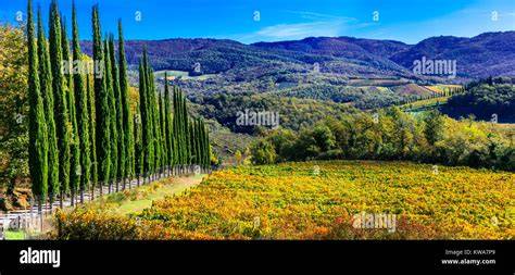 Paesaggio provenzale con vigneti e cipressi