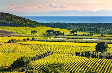 Vista panoramica delle colline toscane con vigneti