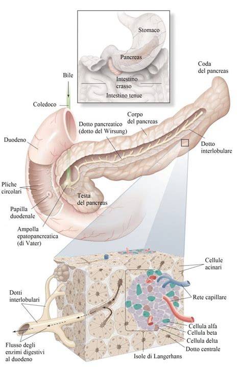 Schema del funzionamento del pancreas e della produzione di insulina