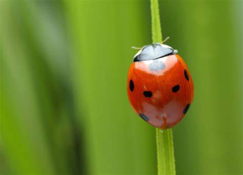 Coccinella portafortuna