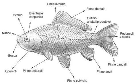Schema della morfologia di un pesce damigella