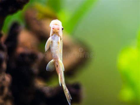 Pesce damigella che si nutre di alghe su un corallo