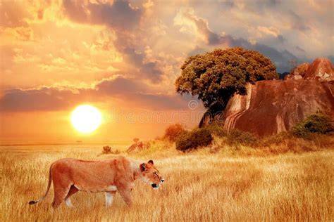 Leone nella savana africana