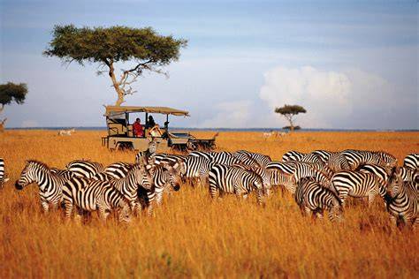 Safari nel Serengeti, Kenya