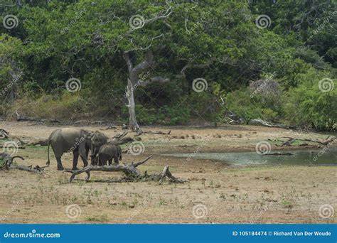 Elefanti nel Parco Nazionale di Yala, Sri Lanka