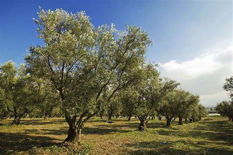 Alberi di ulivo in un campo toscano