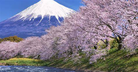 Paesaggio del Monte Fuji con ciliegi in fiore