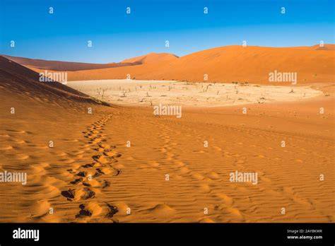 Dune di sabbia rossa in Namibia al tramonto