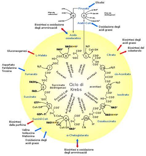 Schema del ciclo di coltivazione dell'arachide