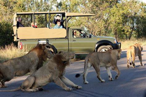 Un branco di leoni nel Parco Kruger